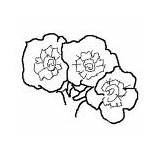 Coloring Pages Phlox Magic sketch template
