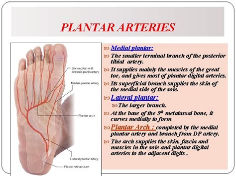arteries  veins    limb dr