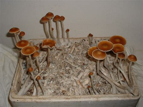 growing azurescens mushroom prints