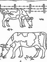 Coloring Eating Grass Farm Animal Ox Two Pages Animals Drawing Musk Kidsplaycolor Color Getdrawings Getcolorings Choose Board sketch template