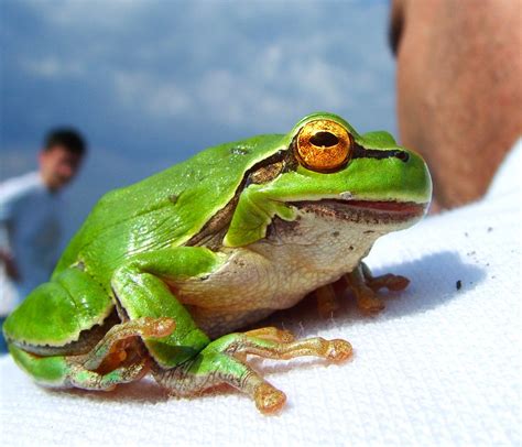 tree frog  photo  freeimages