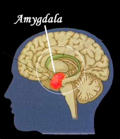 amygdala hijacking life skills resource group
