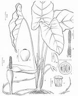 Drawing Taro Plant Colocasia Paintingvalley sketch template
