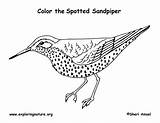 Spotted Sandpiper Coloring Illustration Science Nature Printing Pages Visit Color Citing Reference Exploringnature sketch template
