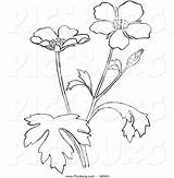 Buttercup Coloring Picsburg sketch template