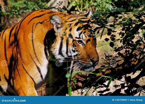 tiger orange stock    images