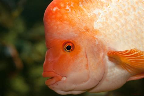 orange big headed fish  derek  deviantart