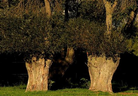 die aeltesten baeume im dorf foto bild pflanzen pilze flechten