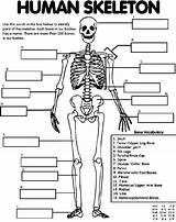 Anatomy Coloring Physiology Pages Getcolorings Book Printable sketch template