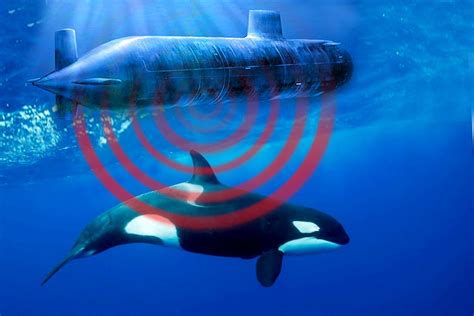 military sonar   effect  whales science abc