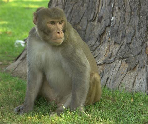 rhesus macaques provide scientists  model  study zika  lead  vaccine treatments