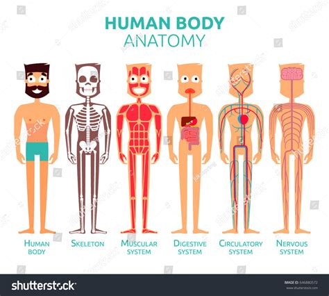 Human Body Cartoon Stylized Anatomy Vector เวกเตอร์สต็อก ปลอดค่า