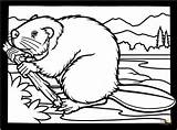 Beaver Coloring Pages Colouring Canadian Printable Clipart Beavers Drawing Wood Wildlife Animals Bever Kleurplaat Book Puzzle Supercoloring Kids Silhouettes Choose sketch template