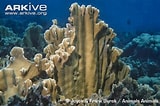 Image result for "millepora Complanata". Size: 160 x 106. Source: coralesdefuego.blogspot.com