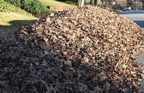 study shows loose leaf collection doesnt cost   rhino times  greensboro