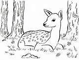 Fawn Coloring Pages Printable Deer Kids Print Color Hirsch Samanthasbell Getcolorings Clip Trackback Leave Getdrawings Choose Board Family Books sketch template