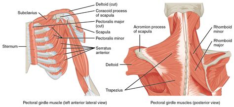 muscles   pectoral girdle  upper limbs douglas college