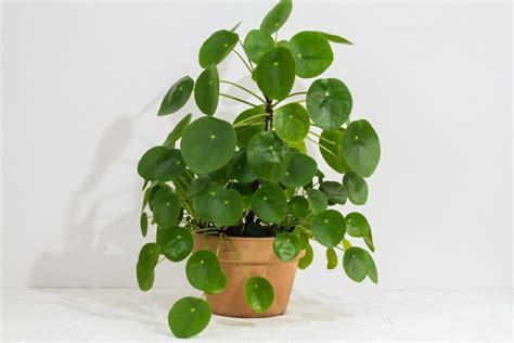 Pilea Peperomioides Tips To Care And How To Grow It Straight Up