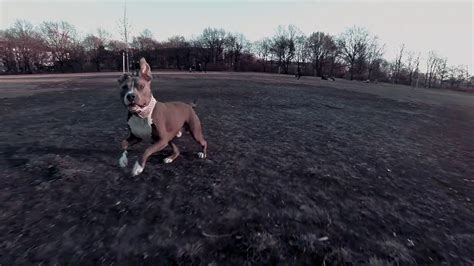 dogs chasing drones youtube
