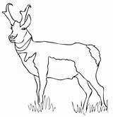 Pronghorn Antelope Clipart Coloring Clip Pages North American Categories sketch template