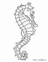 Seahorse Coloring Pages Drawing Outline Kids Horse Hippocampe Sea Print Fun Realistic Colouring Seahorses Color Google Coloriage Adult Patterns Cartoon sketch template