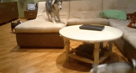 coolest husky mom ever teaches her puppies how to play