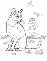 Coloring Cat Pages Cats Printable Adult Bombay Colouring Colorkid Adults Sheets Color Kids Crafts Animals Print sketch template