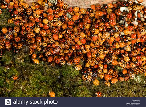 ladybugs coccinella species hibernating   large group stock photo