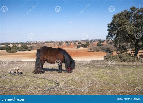 pony grazing  field stock image image  holm feeding