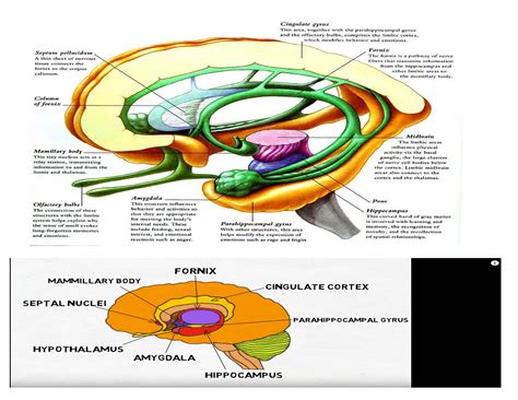 limbic system anatomy