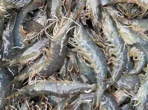 shrimp farming  usa   start  step  step guide  beginners