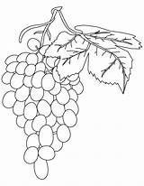 Grapes Weintrauben Uvas Cacho Ausmalbild Frutas Colorironline sketch template