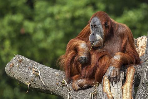 animal orangutan hd wallpaper