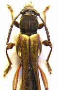 Afbeeldingsresultaten voor Trichogypsiidae Wikipedia. Grootte: 120 x 185. Bron: www.pybio.org