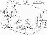 Wombat sketch template