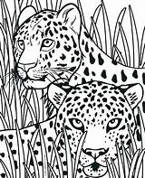 Cheetah Coloring Pages Realistic Printable Animal Print Cub Kids Tribal Cheetahs Getcolorings King Color Sheets Getdrawings Pic Cubs Book Colorings sketch template