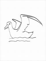 Coloring Pages Albatross Water Coloringbay Birds sketch template