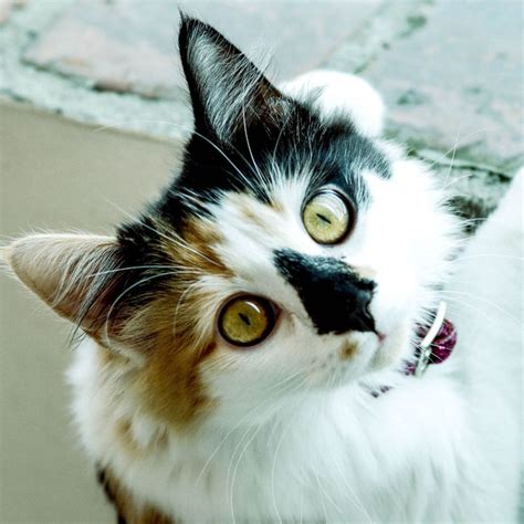 calico cats lucky fun facts   charming cat breed