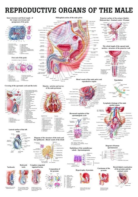 Human Male Reproductive Organs Poster Clinical Charts And Supplies
