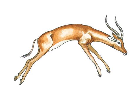 drawing   impala illustrations royalty  vector graphics
