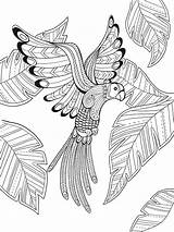 Bird Coloring Pages Paradise Drawing Outline Printable Doverpublications Dover Ausmalbilder Sheets Publications Colouring Getcolorings Getdrawings Erwachsene Color Mandala Adult Books sketch template