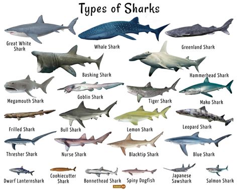 dwarf lanternshark google search shark facts types  sharks frilled shark