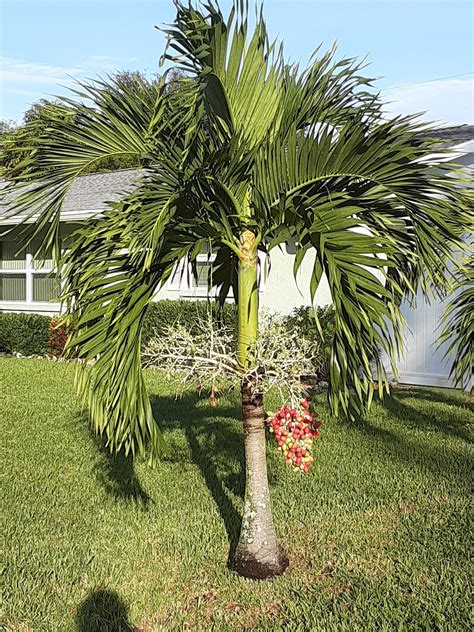 madsnapper christmas palm  nature friday