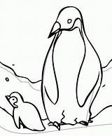 Penguin Baby Penguins Coloring Pages Printable Cute Emperor Kids Sheets Colouring Color King Christmas Animal Clipart Outline Printables Animals Two sketch template