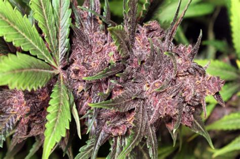 22 Best Purple Cannabis Strains To Grow From Seed Mold Resistant Strains