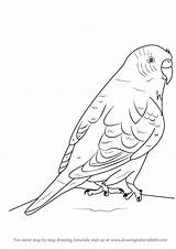 Budgie Draw Drawing Drawings Learn Bird Coloring sketch template
