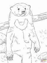 Bear Sun Coloring Drawing Pages Realistic Portrait Outline Printable Color Online Getdrawings Cloud sketch template