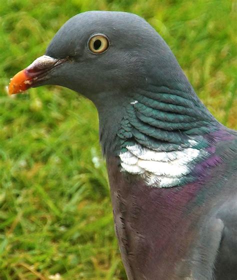 liberal england bingham toot hill school students sanctioned  tampering  dead pigeon