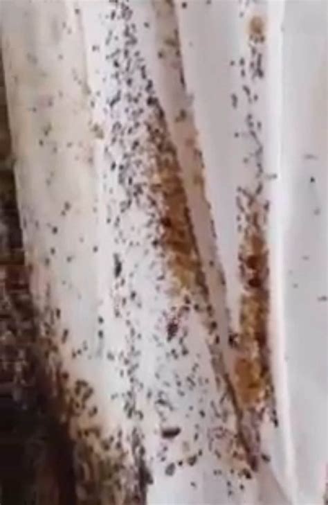 Is This The Worst Bed Bug Infestation Ever Gruesome