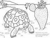 Biologist Ask Tortoise Asu Askabiologist sketch template